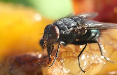 Common Pests in the Food Industry