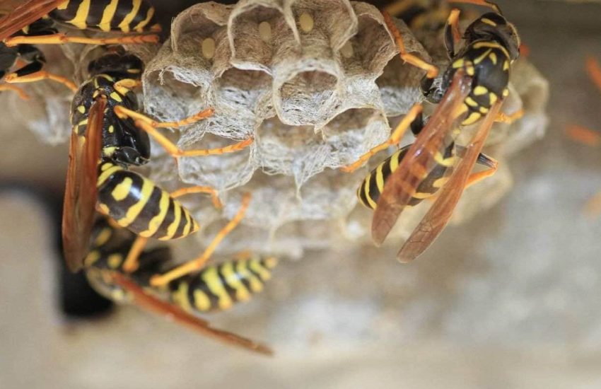 The Best Ways to Get Rid of Wasps