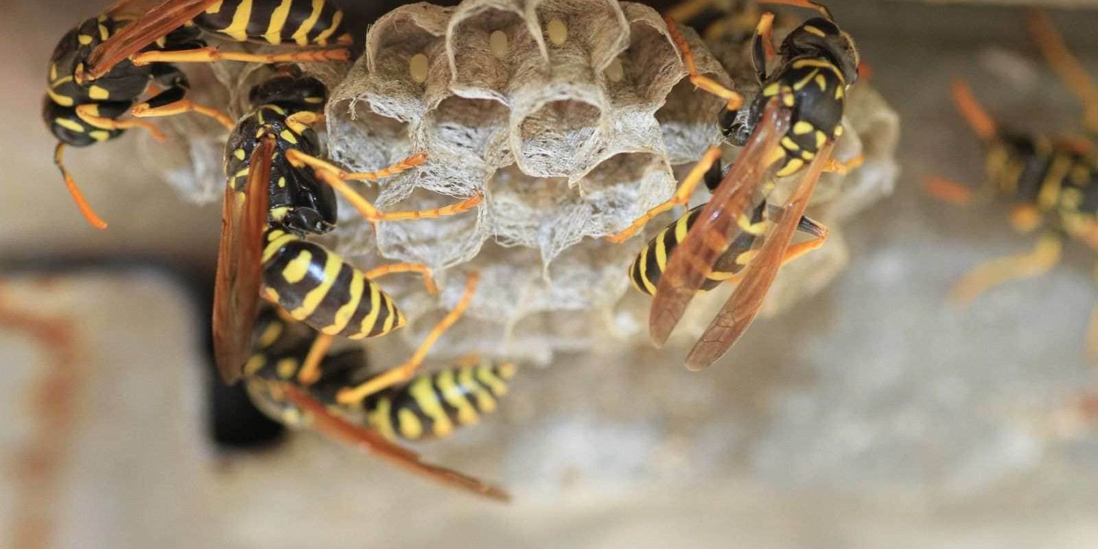 The Best Ways to Get Rid of Wasps